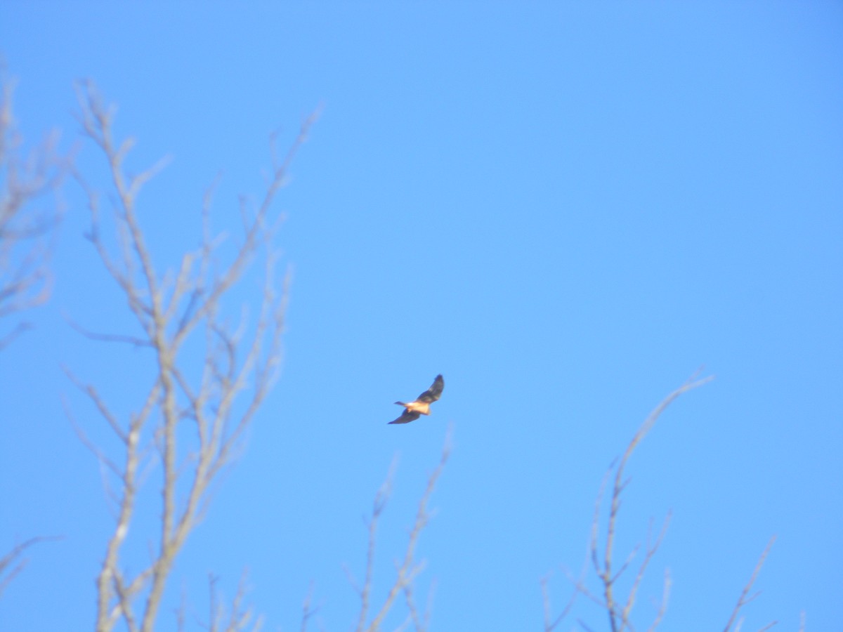 Northern Harrier - ML364971881