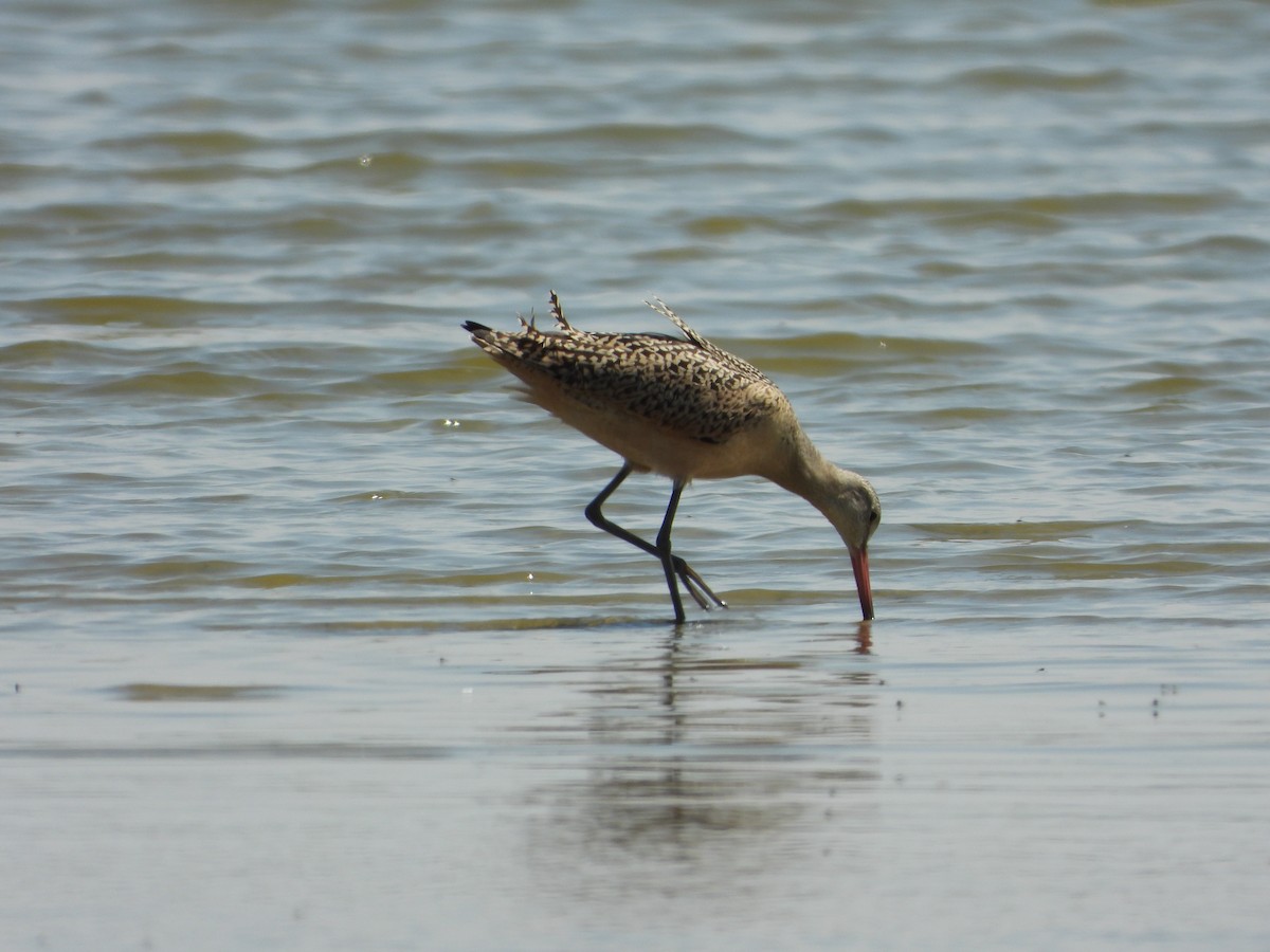 Marbled Godwit - Jeff Percell