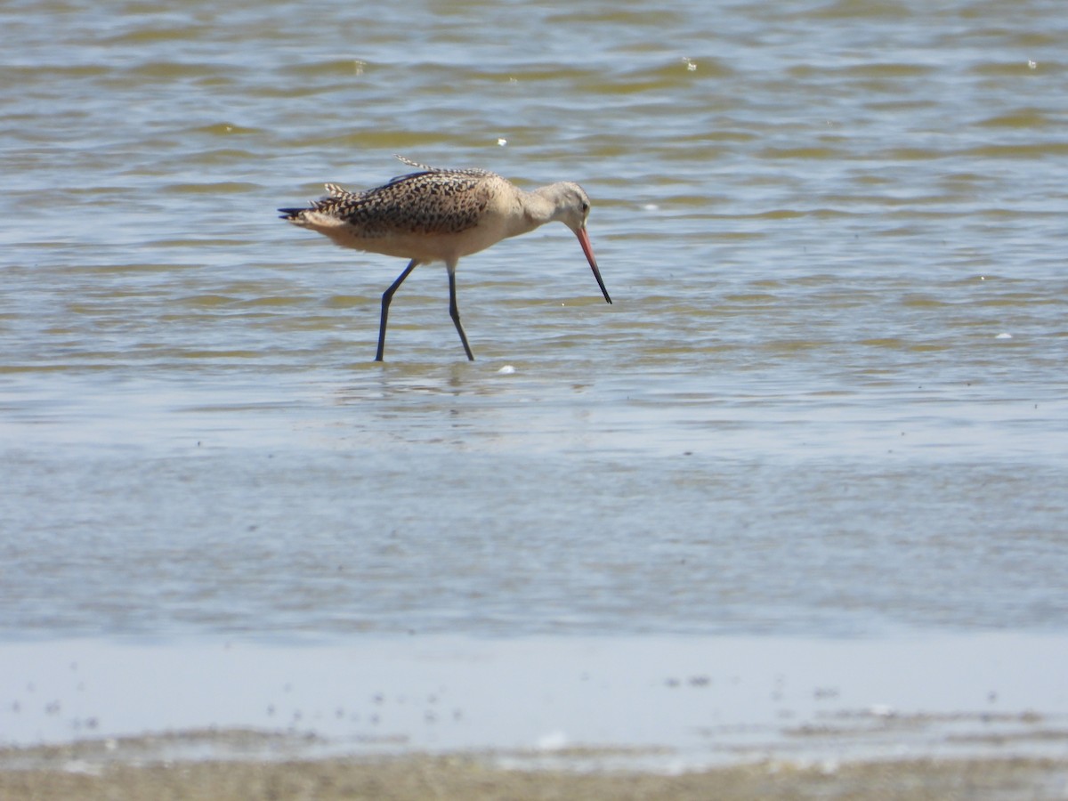 Marbled Godwit - Jeff Percell