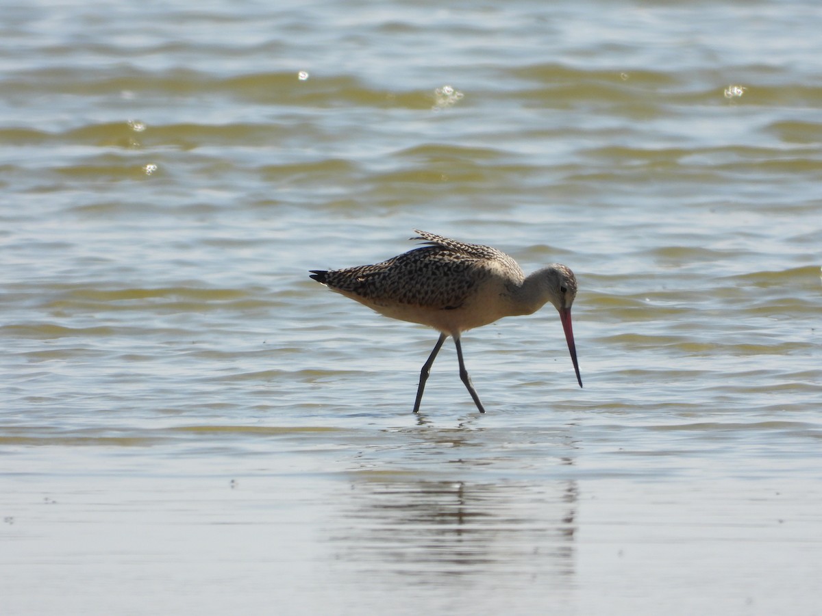 Marbled Godwit - ML364971931