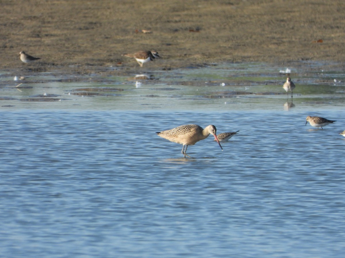 Marbled Godwit - ML364972011