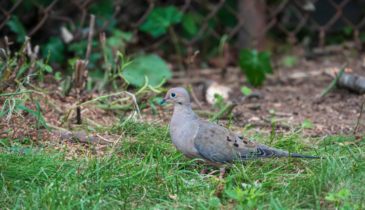 Mourning Dove - ML364972291