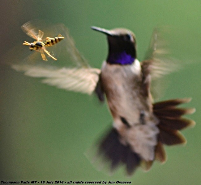 Black-chinned Hummingbird - ML364972711