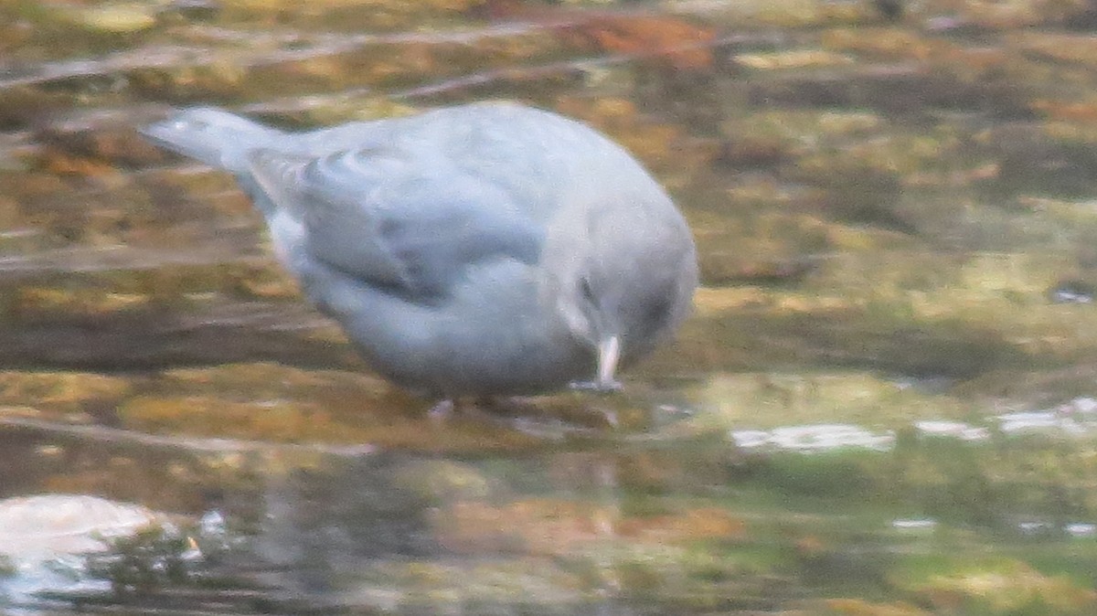 American Dipper - Denise Hughes