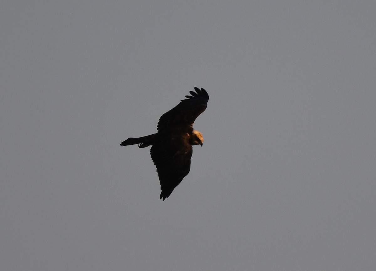 Western Marsh Harrier - ML364974361