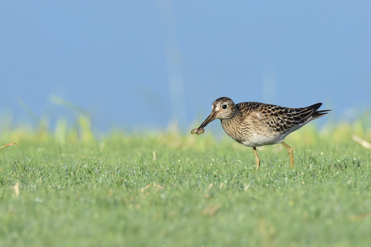 Graubrust-Strandläufer - ML36497461