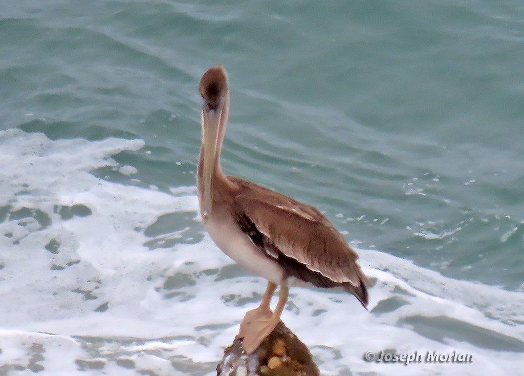 Brown Pelican - ML364974821