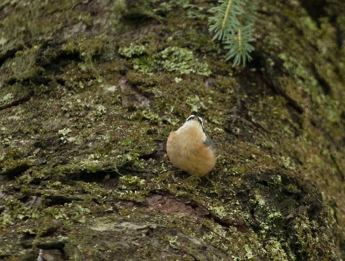 Red-breasted Nuthatch - ML364975031