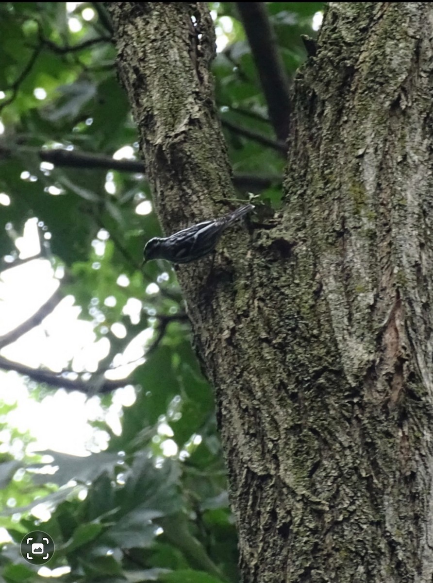 Black-and-white Warbler - ML364976771