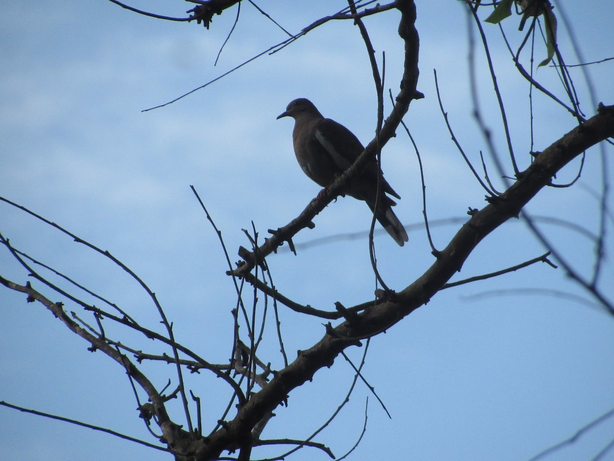 White-winged Dove - ML364976921