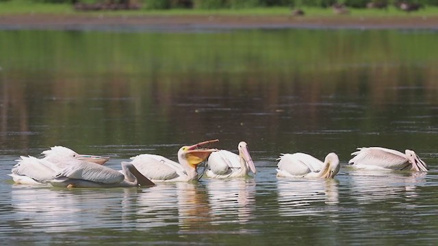 pelikán severoamerický - ML364977901