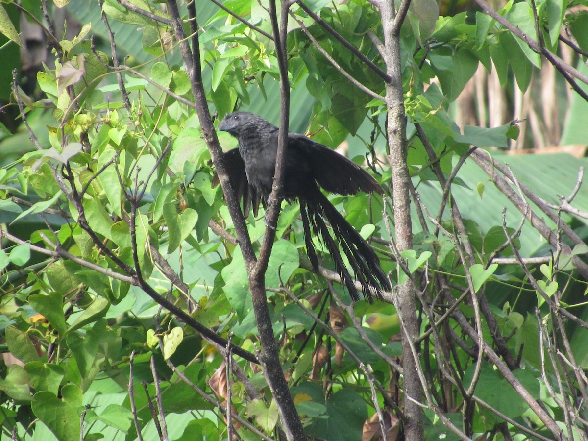 Groove-billed Ani - ML364978251