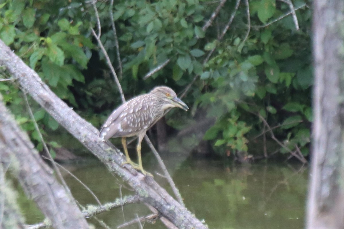 Black-crowned Night Heron - John hale