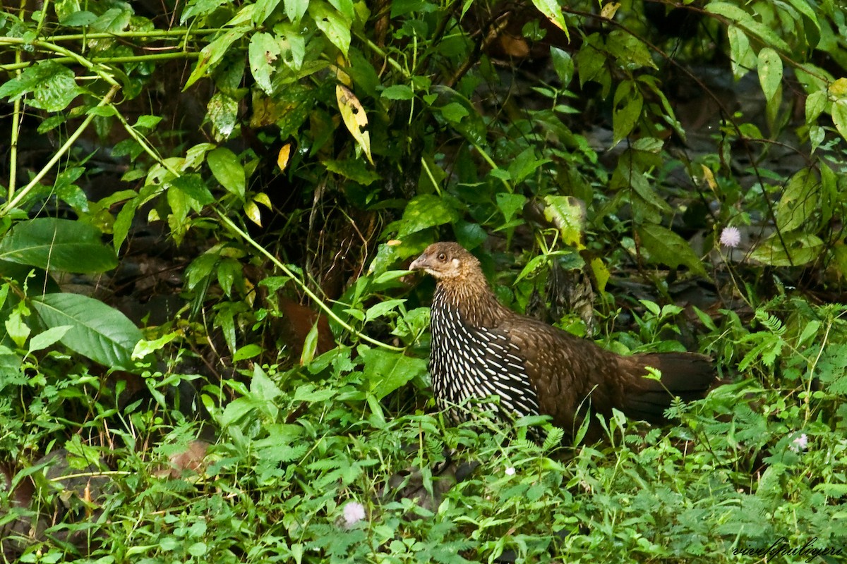 Gray Junglefowl - Anonymous