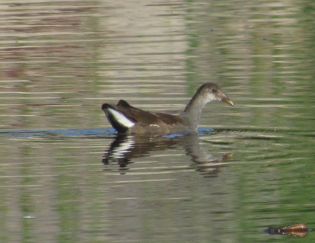 Common Gallinule - ML364982311