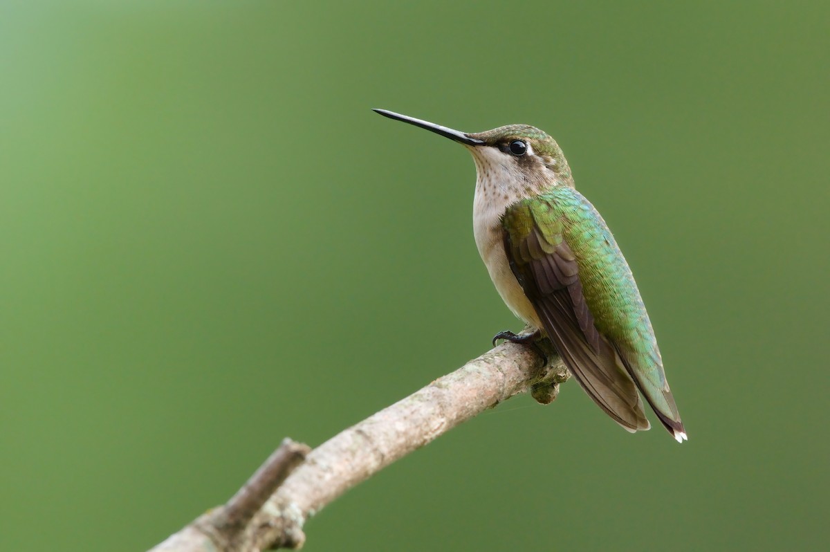 Ruby-throated Hummingbird - ML364982681
