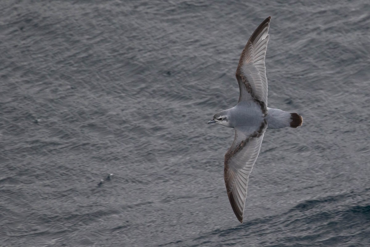 Fulmar Prion - Doug Gochfeld