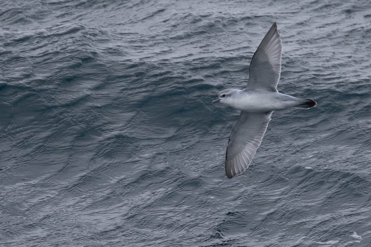 Fulmar Prion - Doug Gochfeld