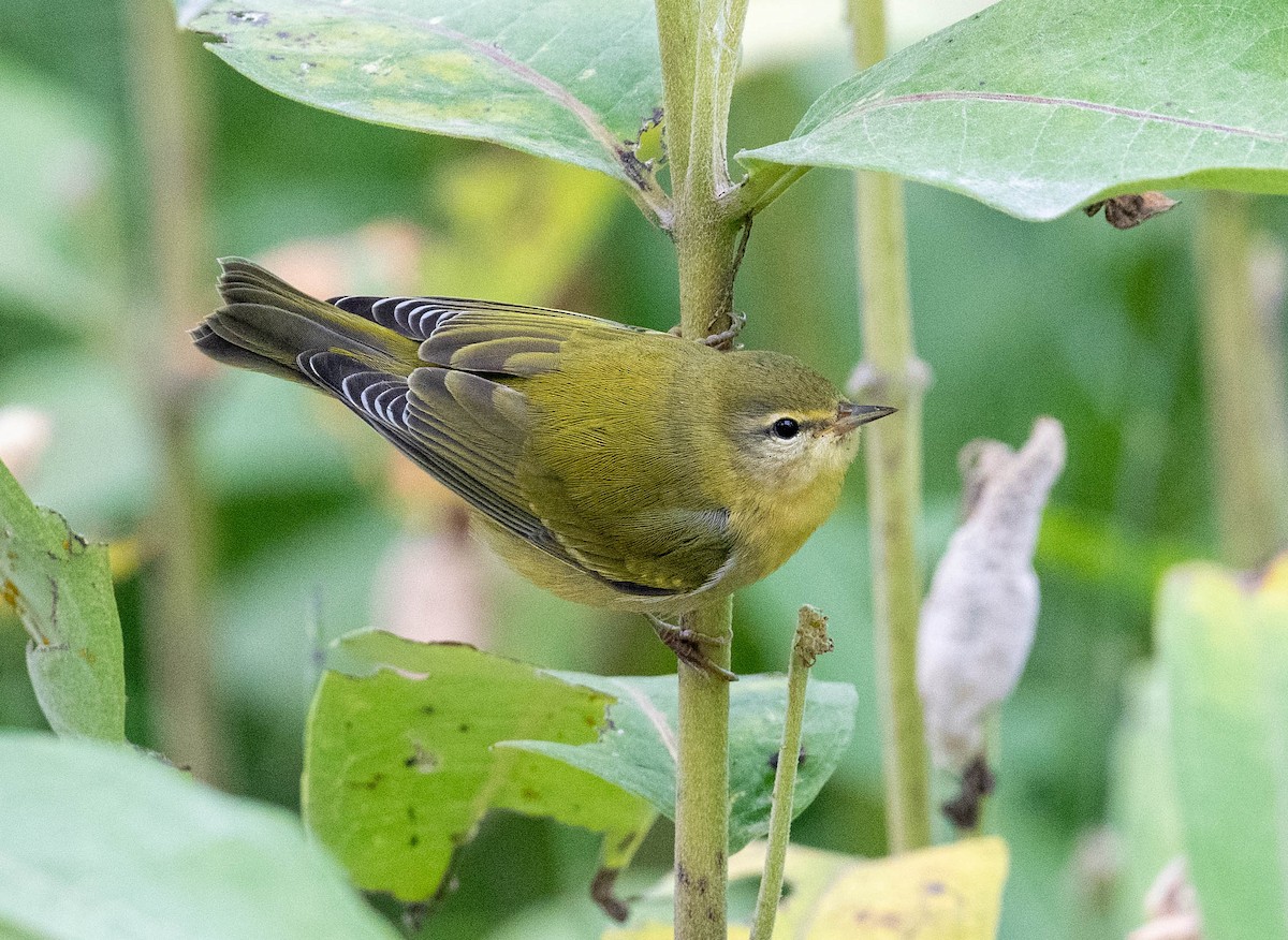 Tennessee Warbler - Yannick Fleury