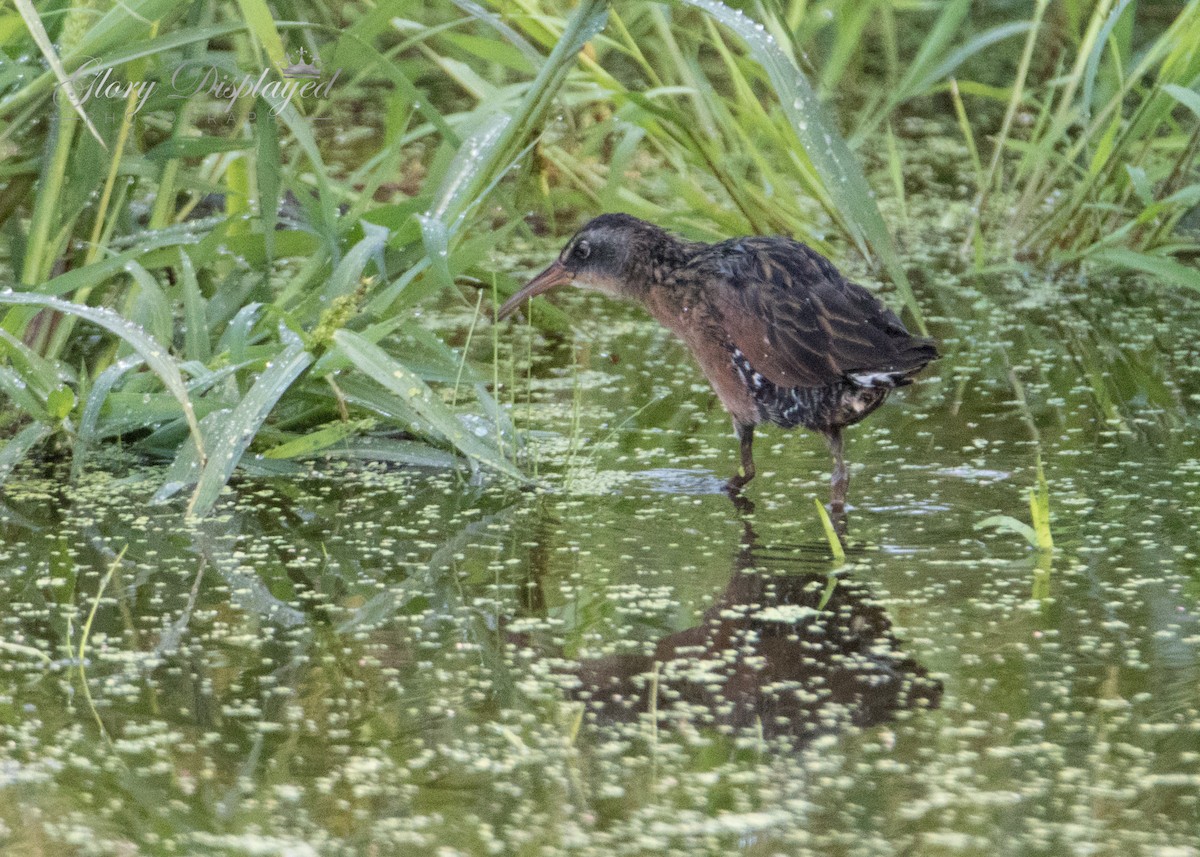 Virginia Rail - Rachel Justice