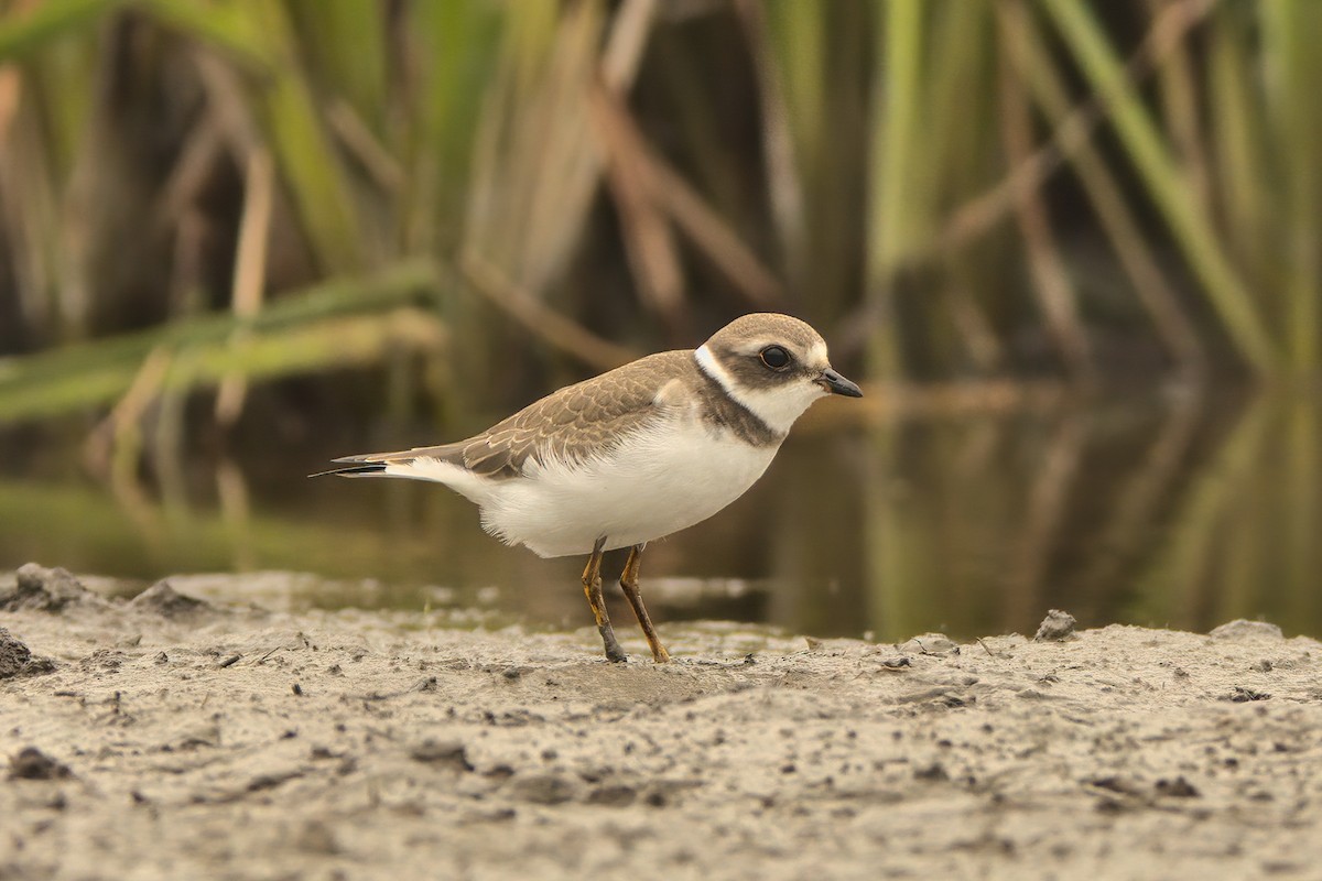 Semipalmated Plover - ML364987741