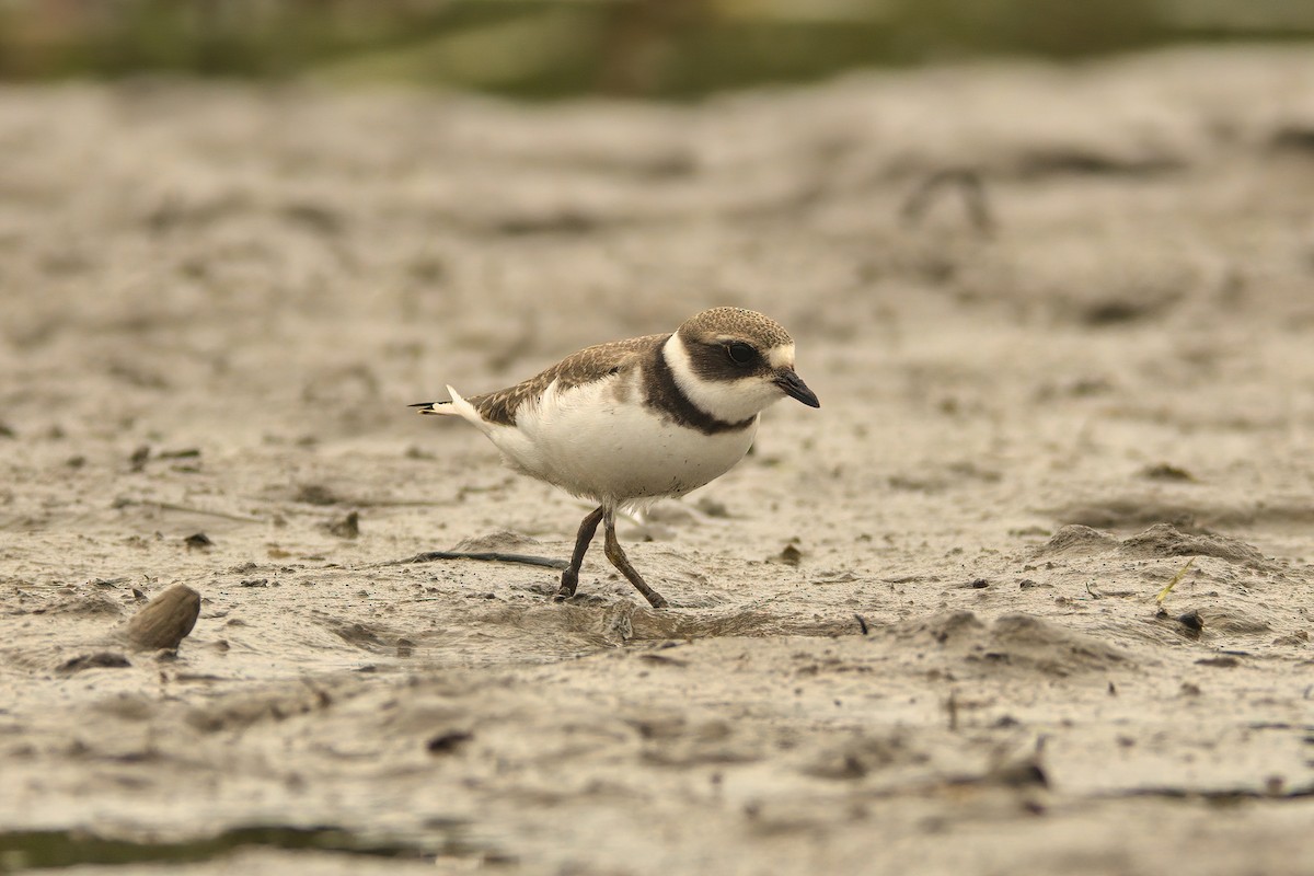 Semipalmated Plover - ML364987751