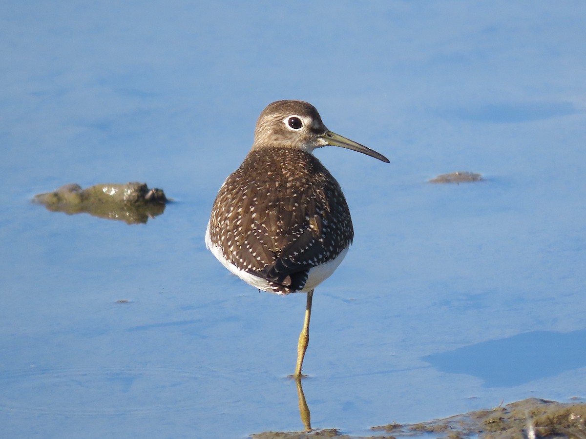 Solitary Sandpiper - Ted Floyd