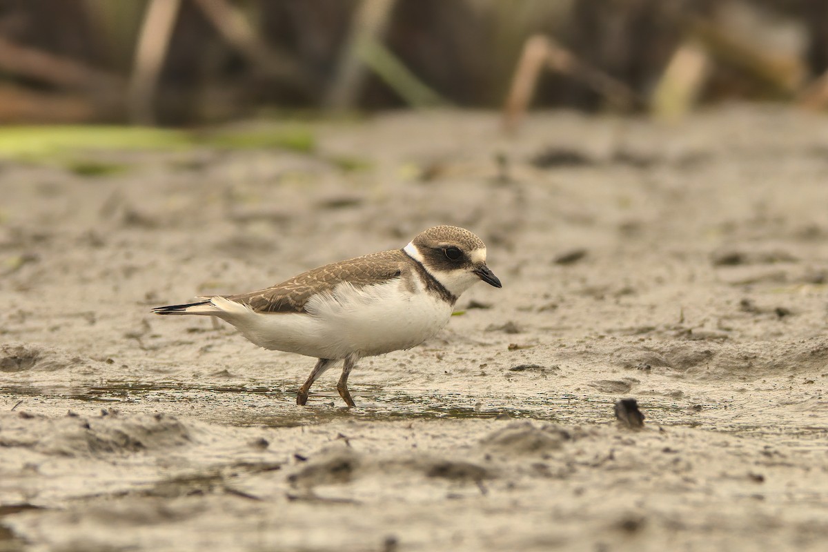 Semipalmated Plover - ML364987841