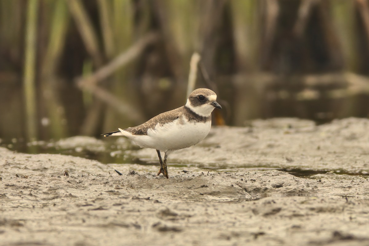 Semipalmated Plover - ML364987991