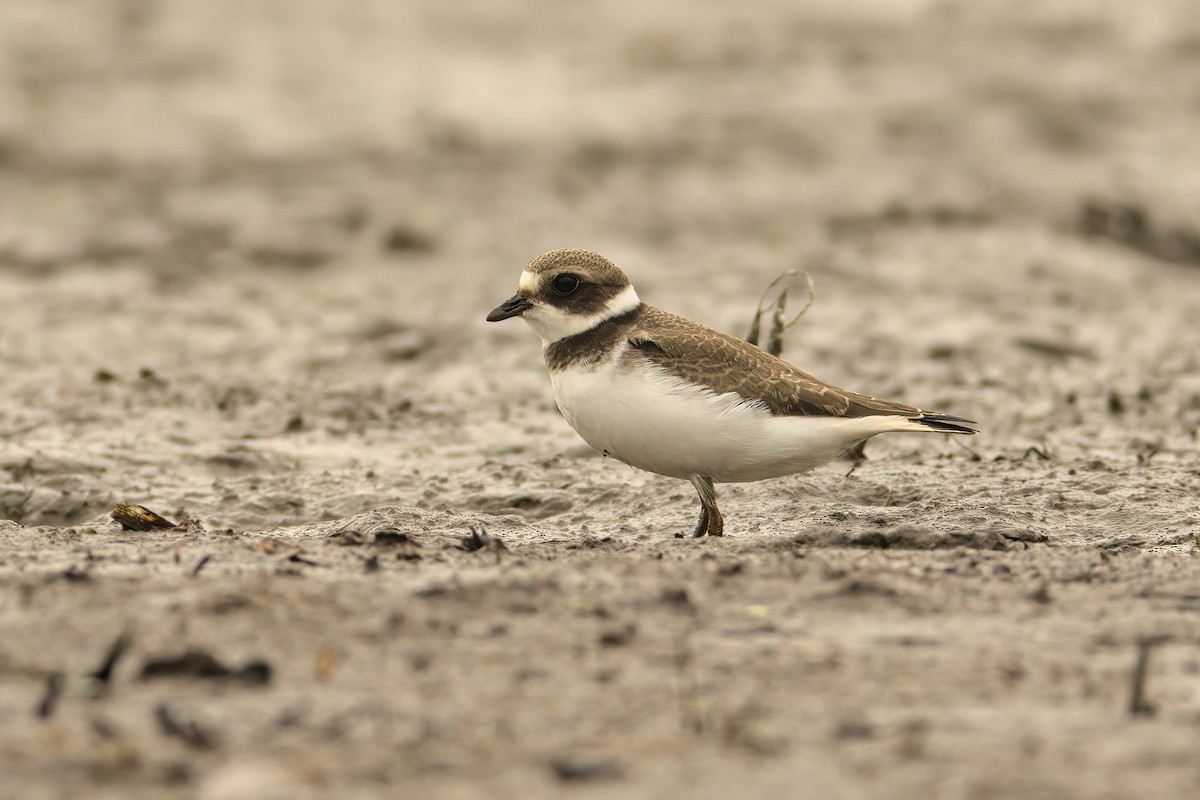 Semipalmated Plover - ML364988001