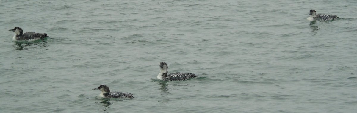 Common Loon - ML36499351