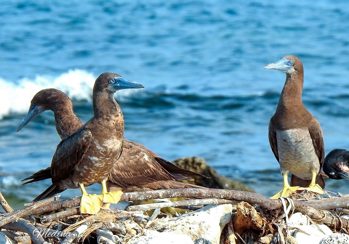 Brown Booby - ML364993961