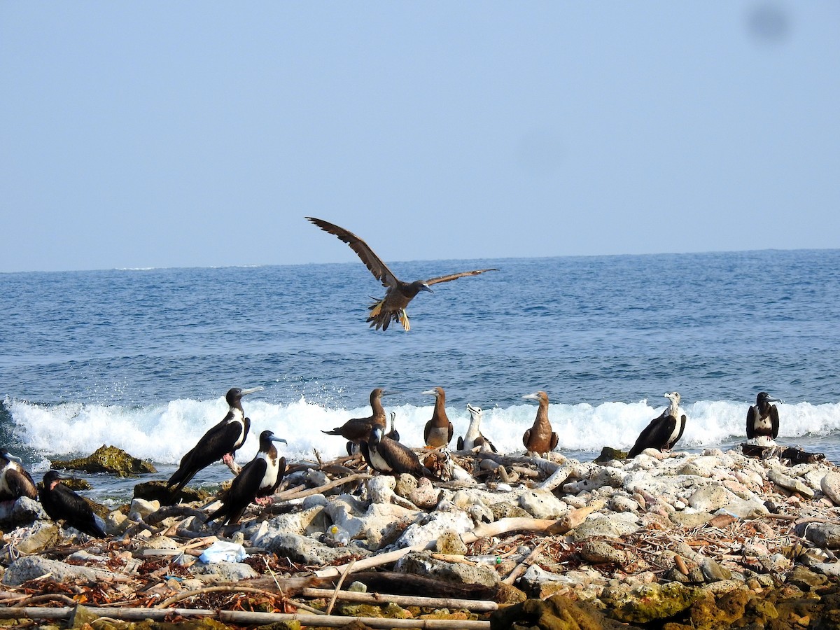 Brown Booby - ML364994171