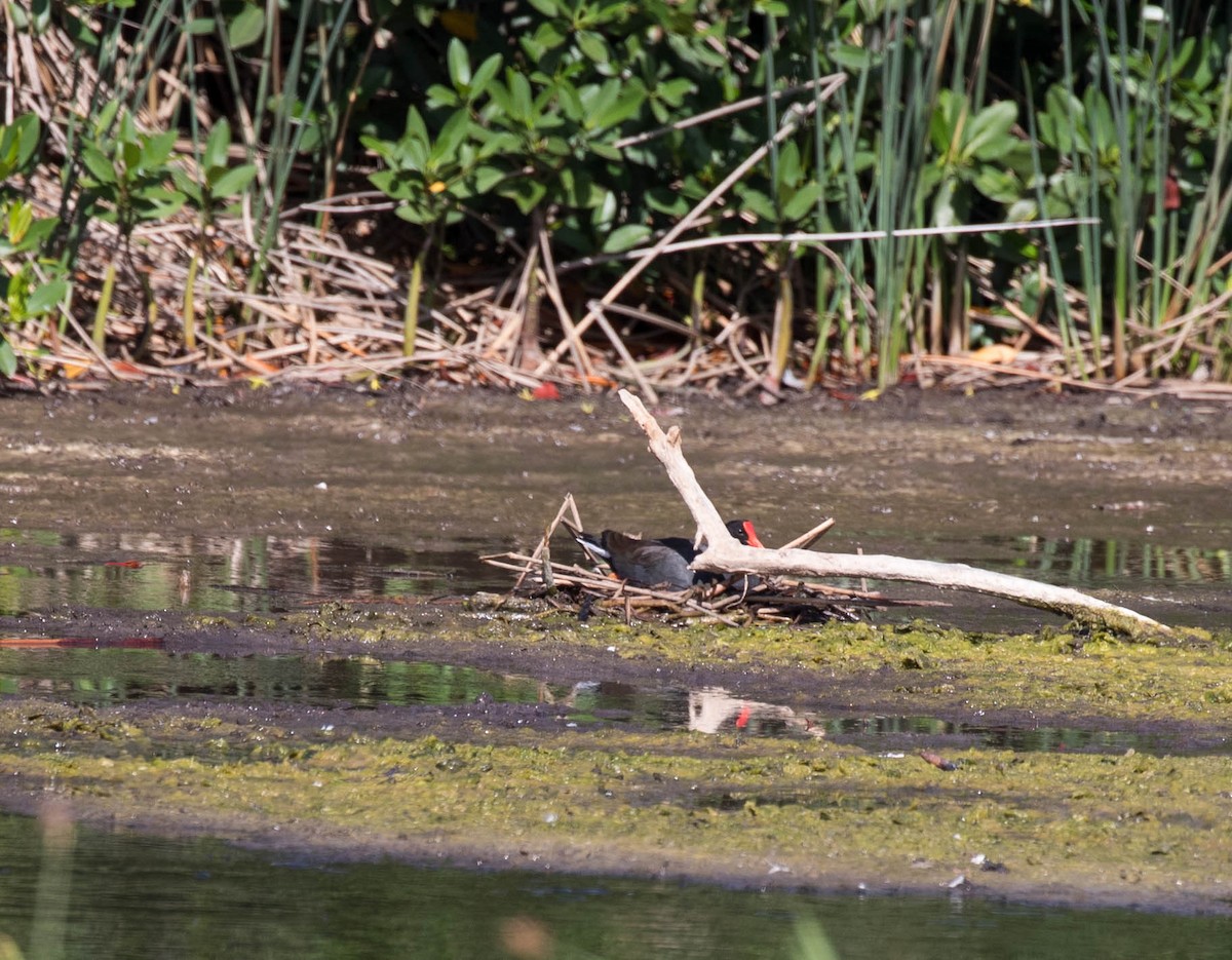 Common Gallinule - ML364995091