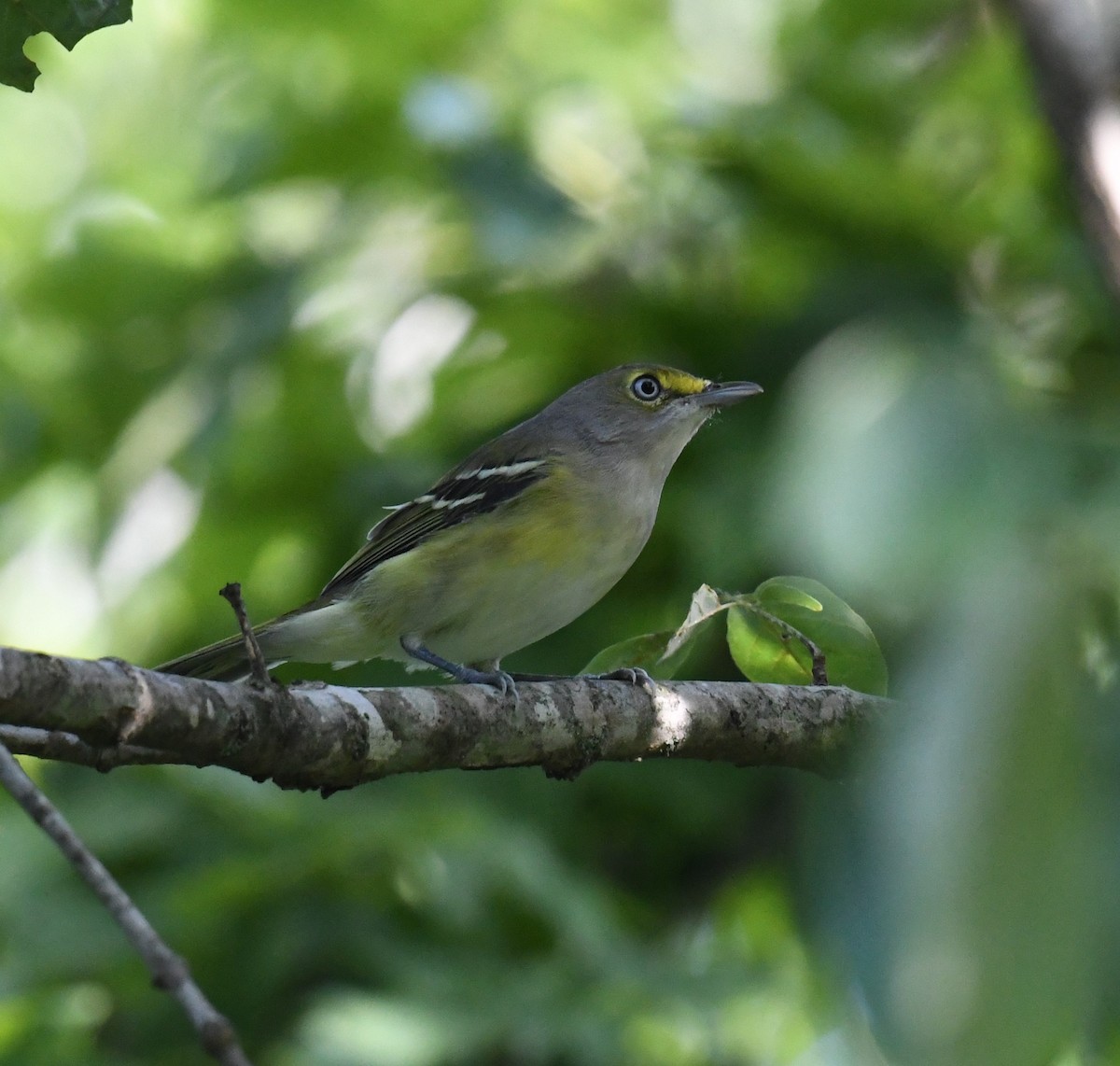 Ak Gözlü Vireo - ML364996551