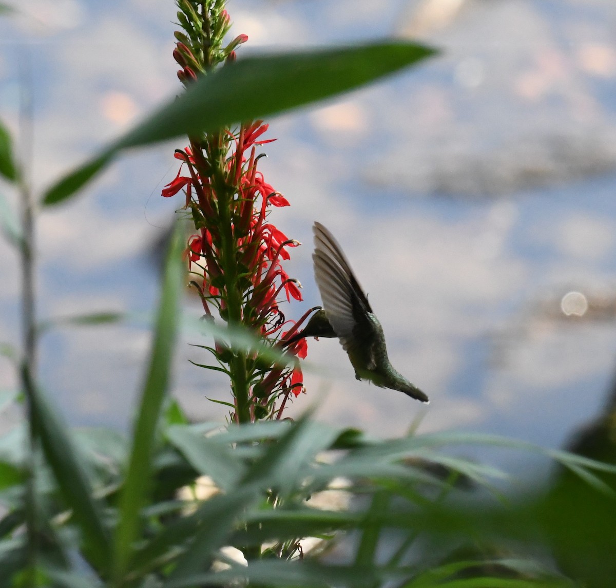 Ruby-throated Hummingbird - Cindy Stacy