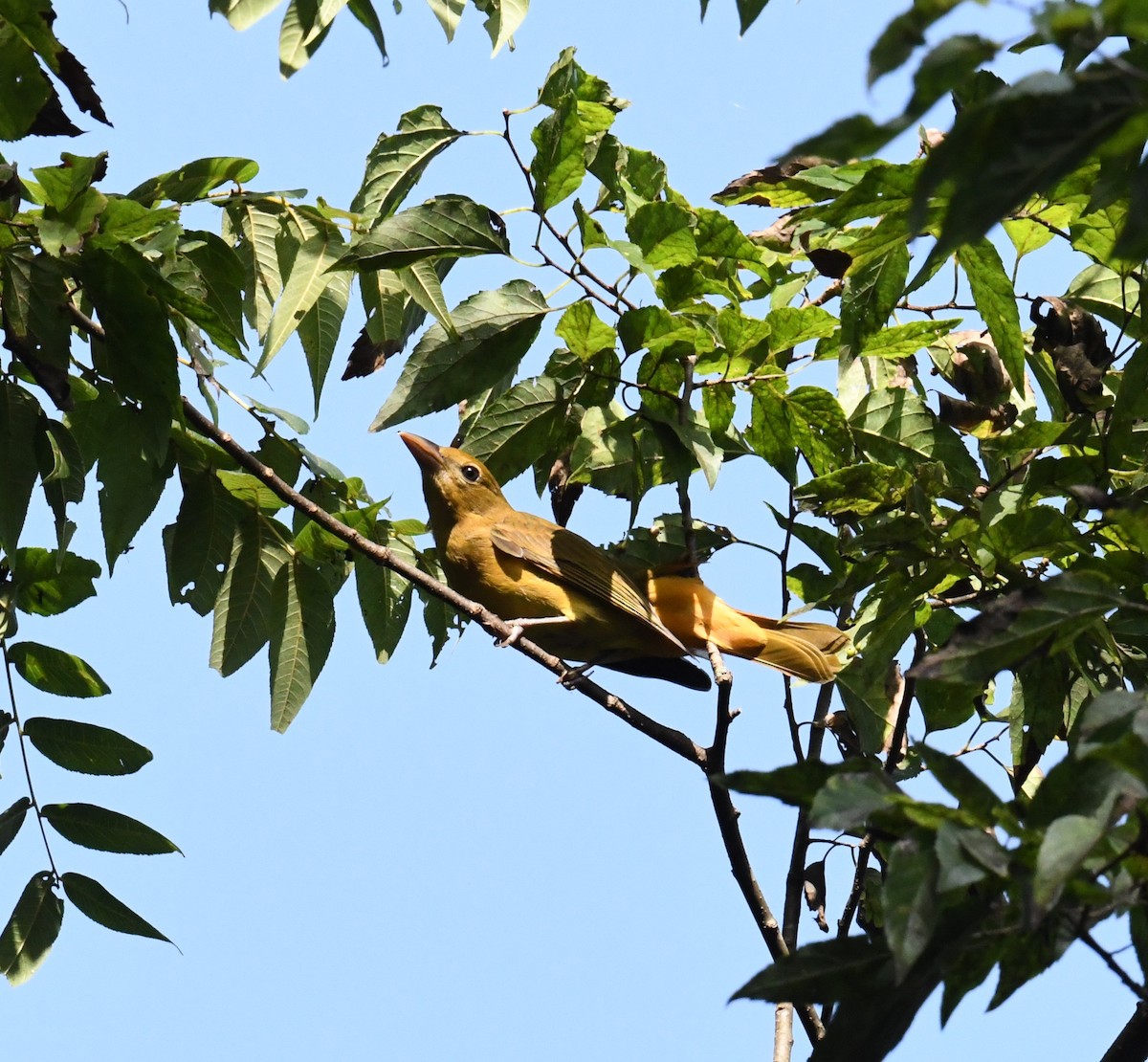 Summer Tanager - ML364996931