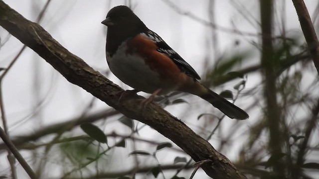 ホシワキアカトウヒチョウ - ML364997721