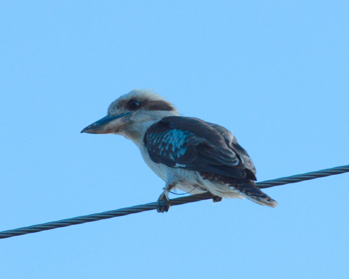 Laughing Kookaburra - ML36500031