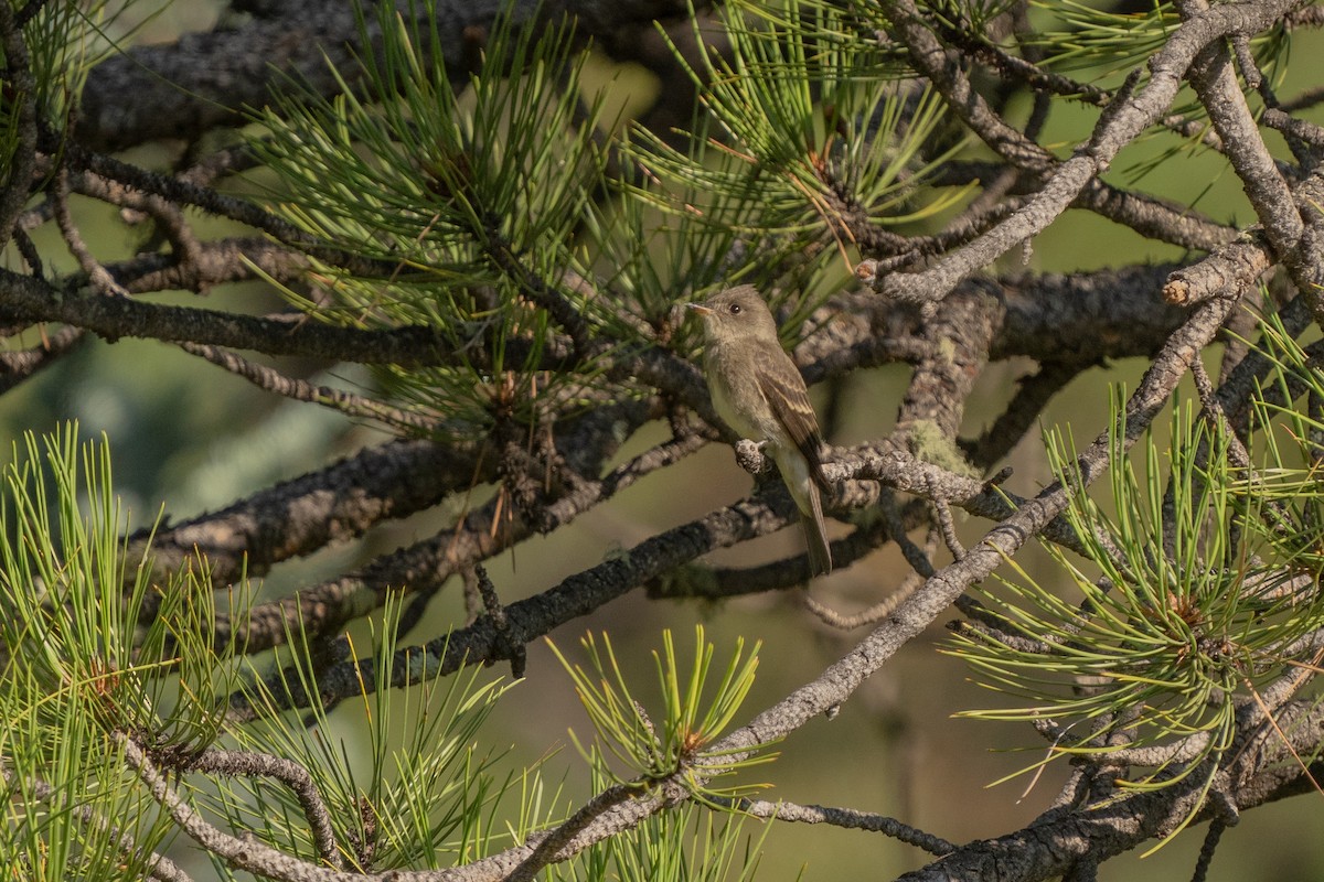 Western Wood-Pewee - ML365000641