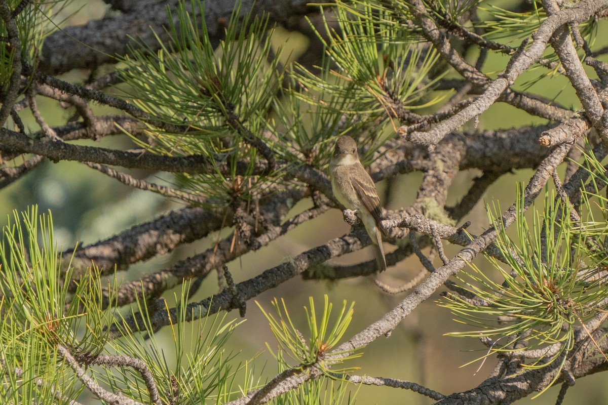Western Wood-Pewee - ML365000701