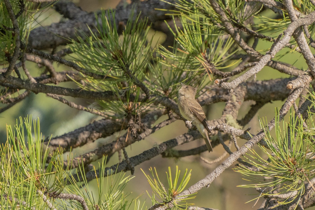 Western Wood-Pewee - ML365000771