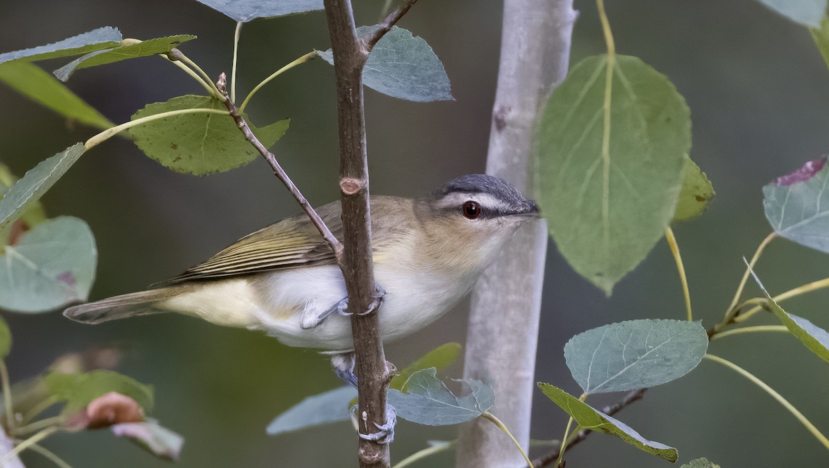 Red-eyed Vireo - ML365000781