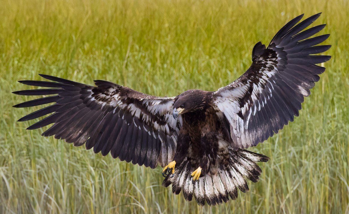 Bald Eagle - Phil Bartley