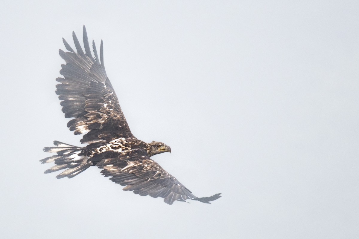 Bald Eagle - Reed Robinson