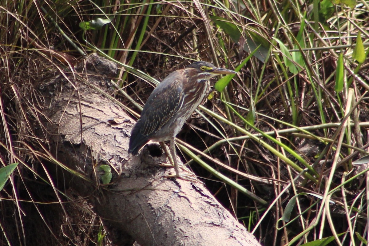 Green Heron - ML365006591