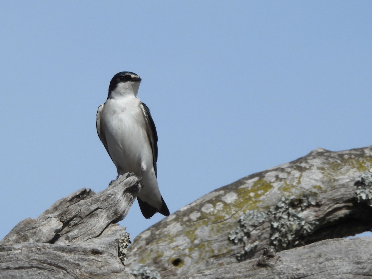 White-rumped Swallow - ML365007661