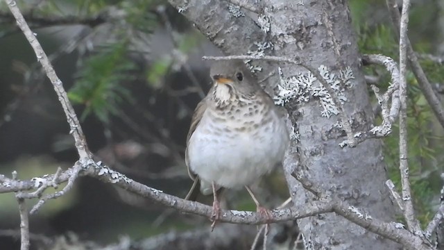 Bicknell's Thrush - ML365008661