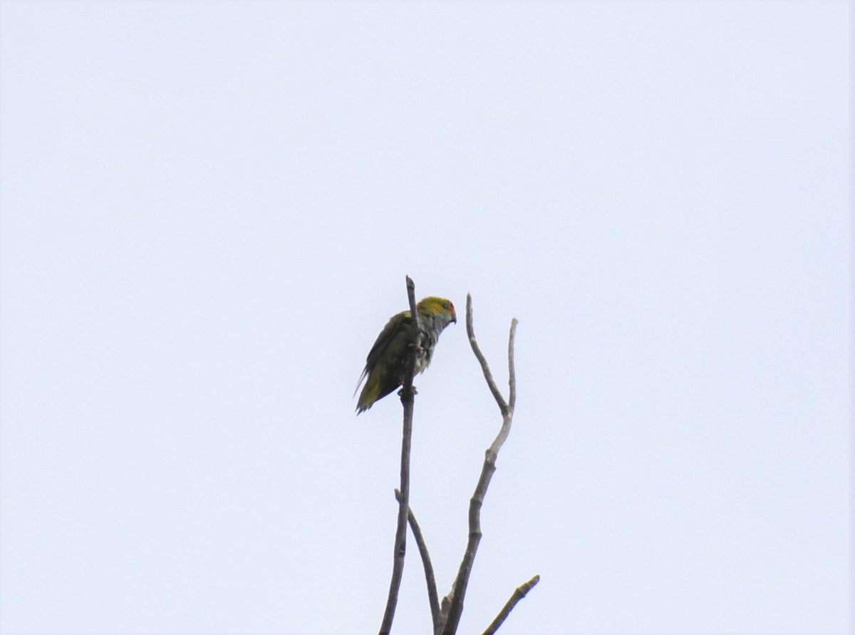 Purple-crowned Lorikeet - ML365009661