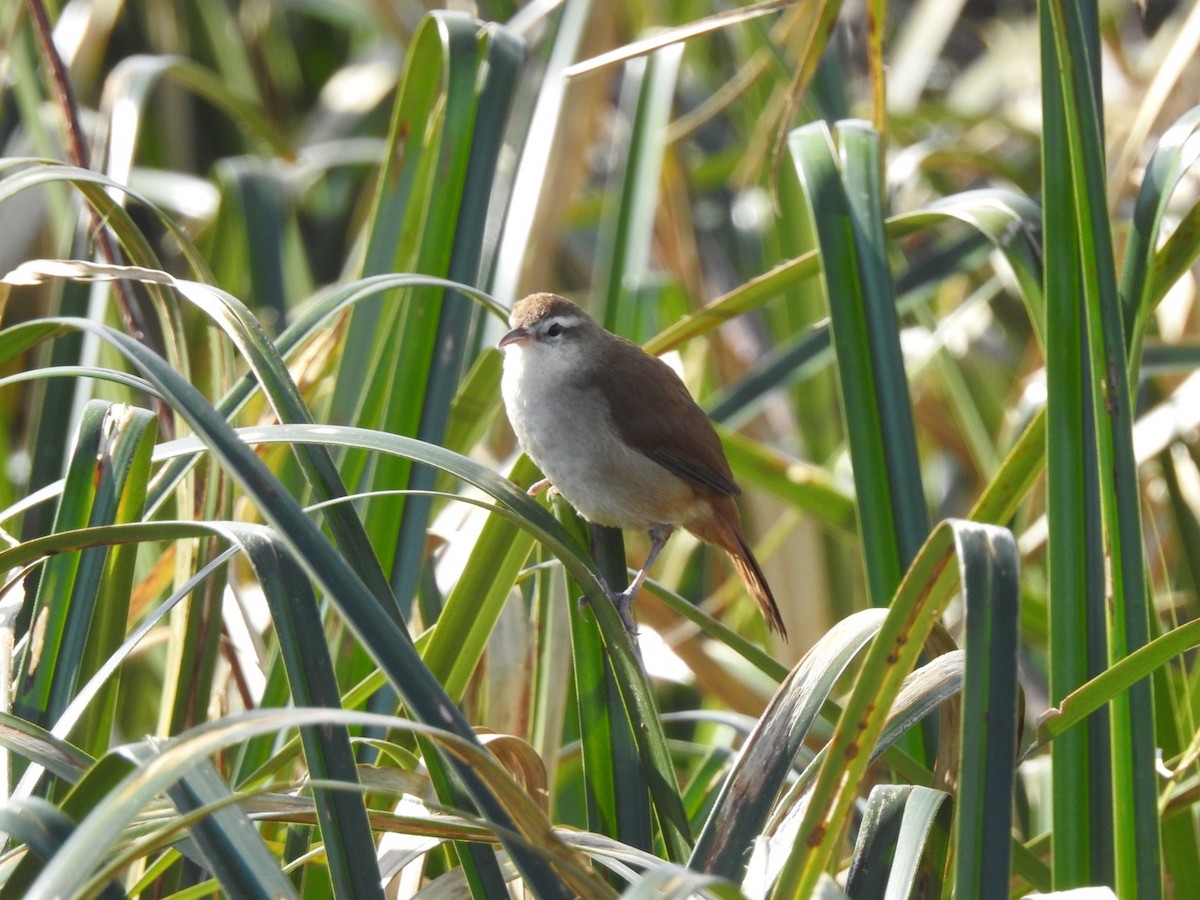 Curve-billed Reedhaunter - ML365009671